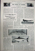 Antique Old Print 1923 French Premier Poincare Reptile Science Snake Fish 20th