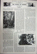 Antique Old Print 1923 Bismarck Statue Berlin Reichstag Island Coral Reef 20th