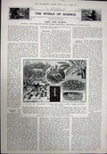 Antique Old Print 1923 Fortress Ehrenbreitstein American Bugle Ants Plant 20th
