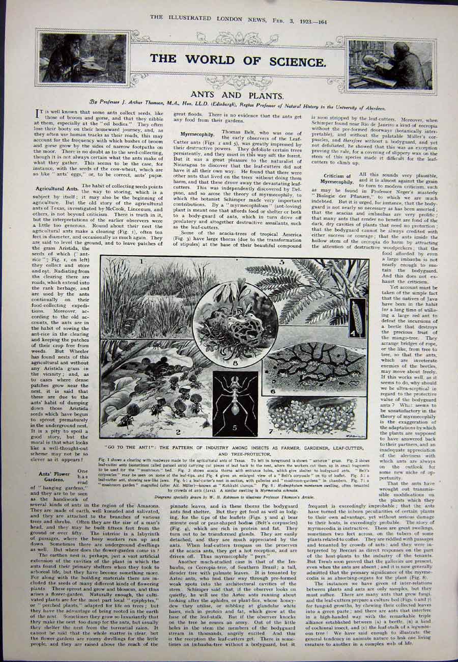 Antique Old Print 1923 Fortress Ehrenbreitstein American Bugle Ants Plant 20th
