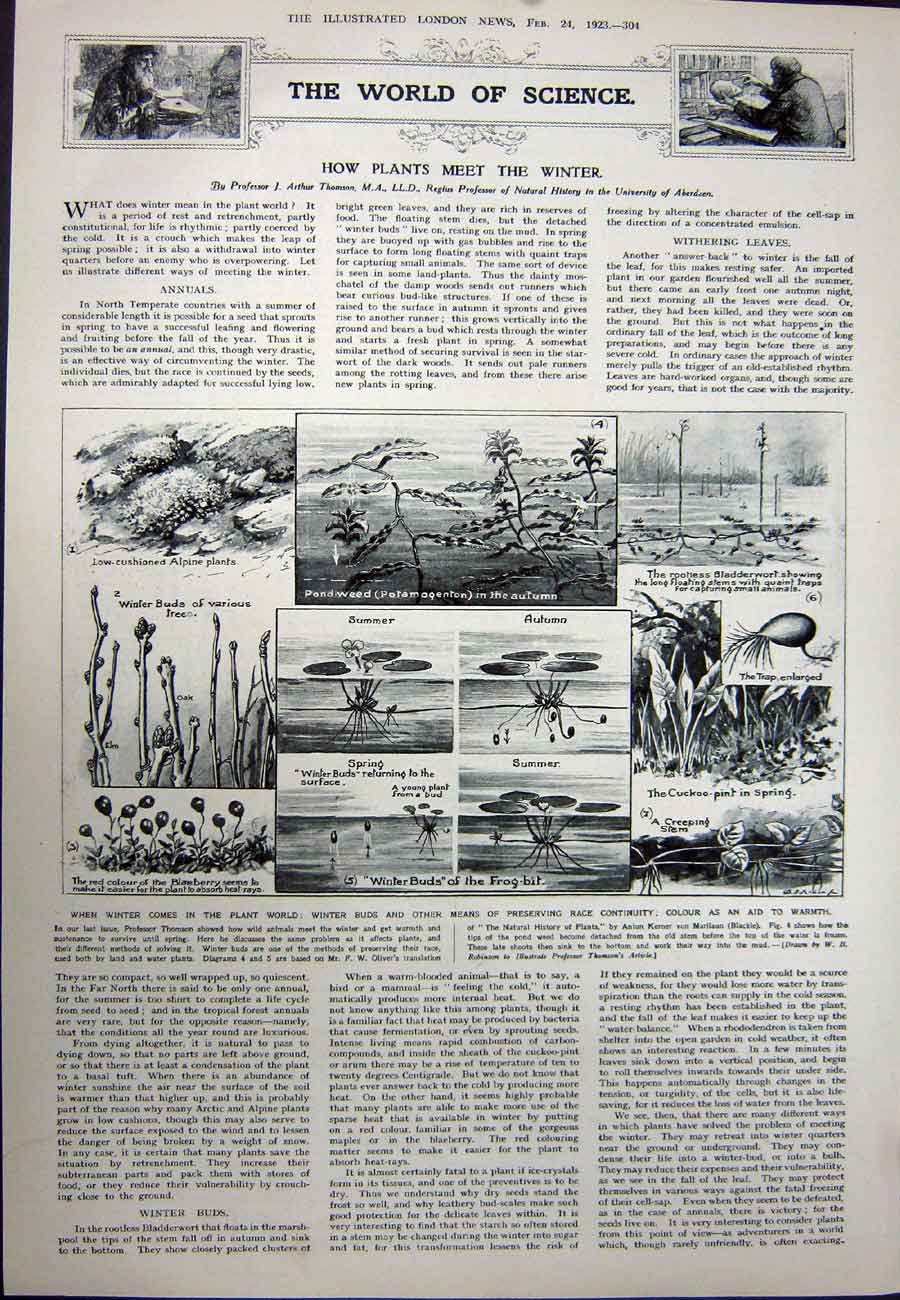 Original Old Vintage Print 1923 Holy City Mesopotamia Shrine Winter Plants