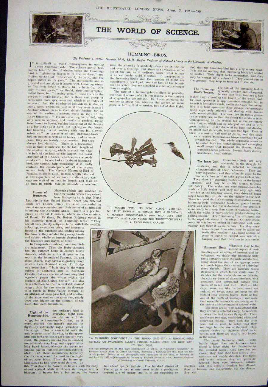 Antique Old Print 1923 Obelisks Raising Egyptians Humming Birds Nest Eggs 20th