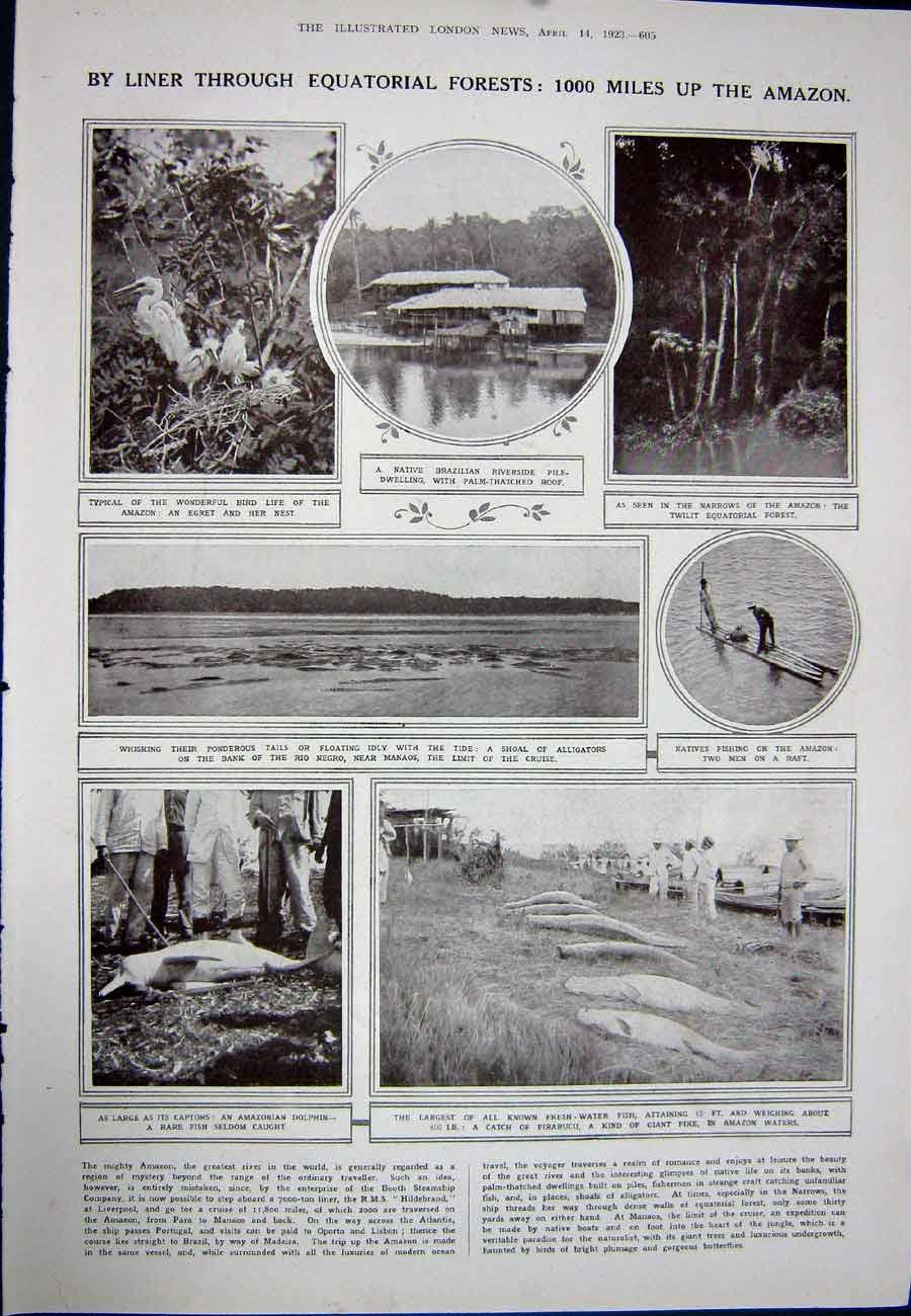 Antique Old Print 1923 Game Birds Nest Woodcock Amazon Fish Dolphin Negro 20th
