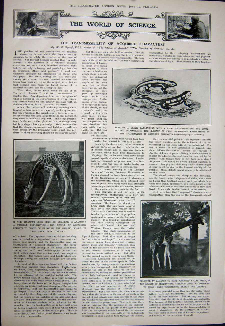Old Vintage Print 1923 Royal Ascot Grand Stand Sport Salamanders Giraffe 20th