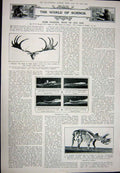 Original Old Vintage Print 1923 Armour Suit Pembroke Helmet Antlers Irish Deer