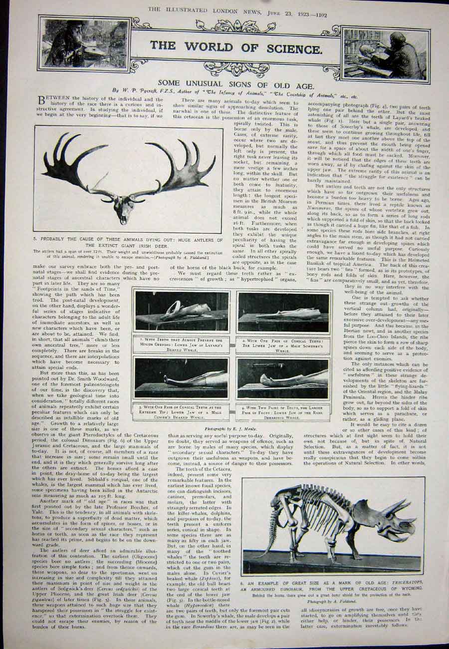 Original Old Vintage Print 1923 Armour Suit Pembroke Helmet Antlers Irish Deer