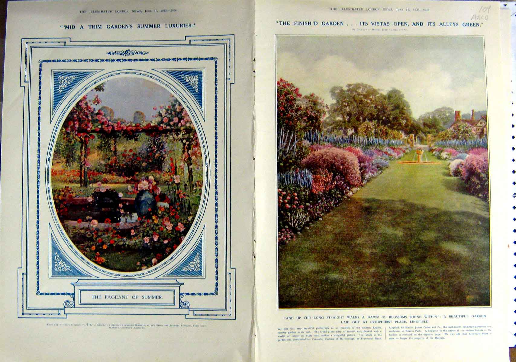 Original Old Vintage Print 1923 Rare Flowers Horticulture Ascot Polo Lingfield