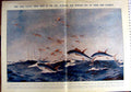 Antique Old Print 1923 Flying Fish Mackerel Albacore Temple Gardens Egypt 20th
