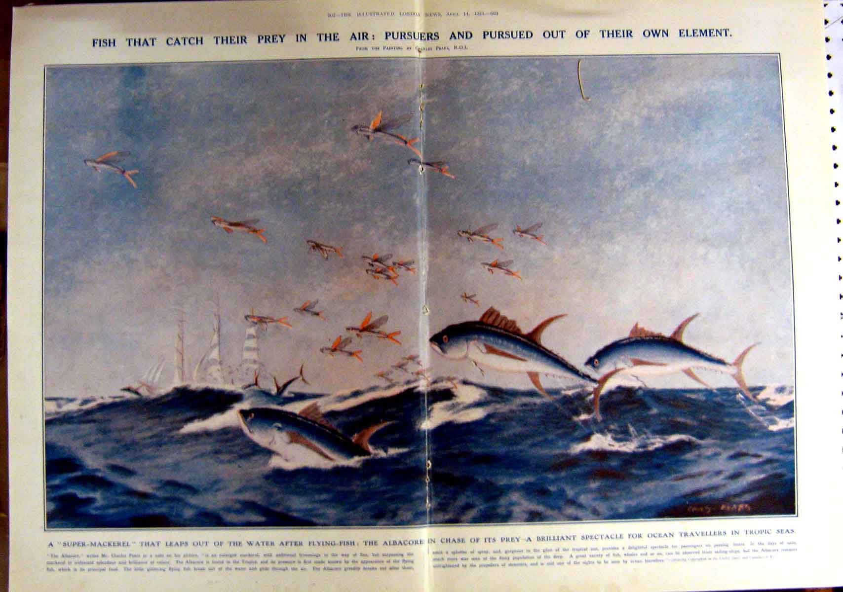 Antique Old Print 1923 Flying Fish Mackerel Albacore Temple Gardens Egypt 20th