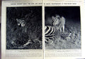 Antique Old Print 1923 Zebra Lioness African Lion Wild Animals Photograph 20th