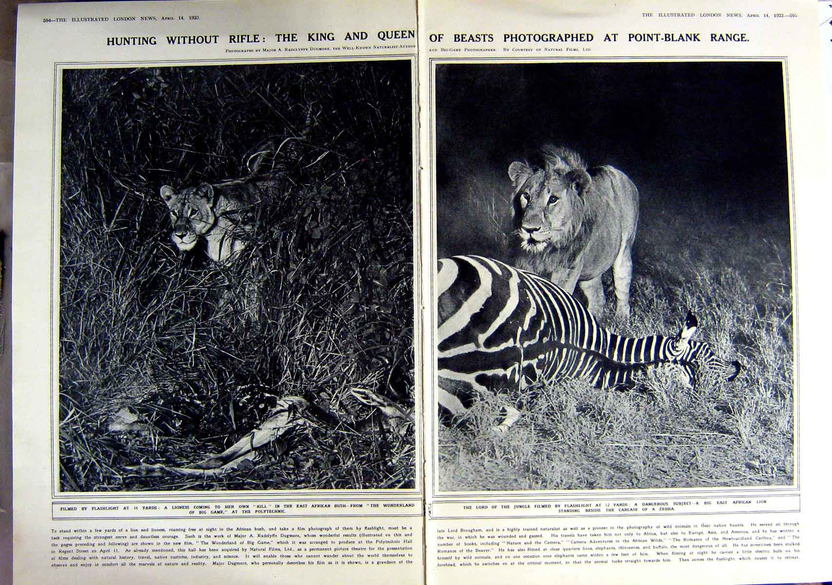 Antique Old Print 1923 Zebra Lioness African Lion Wild Animals Photograph 20th