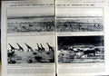 Antique Old Print 1923 African Animals Giraffe Rhino Hartbeeste Selinunte 20th