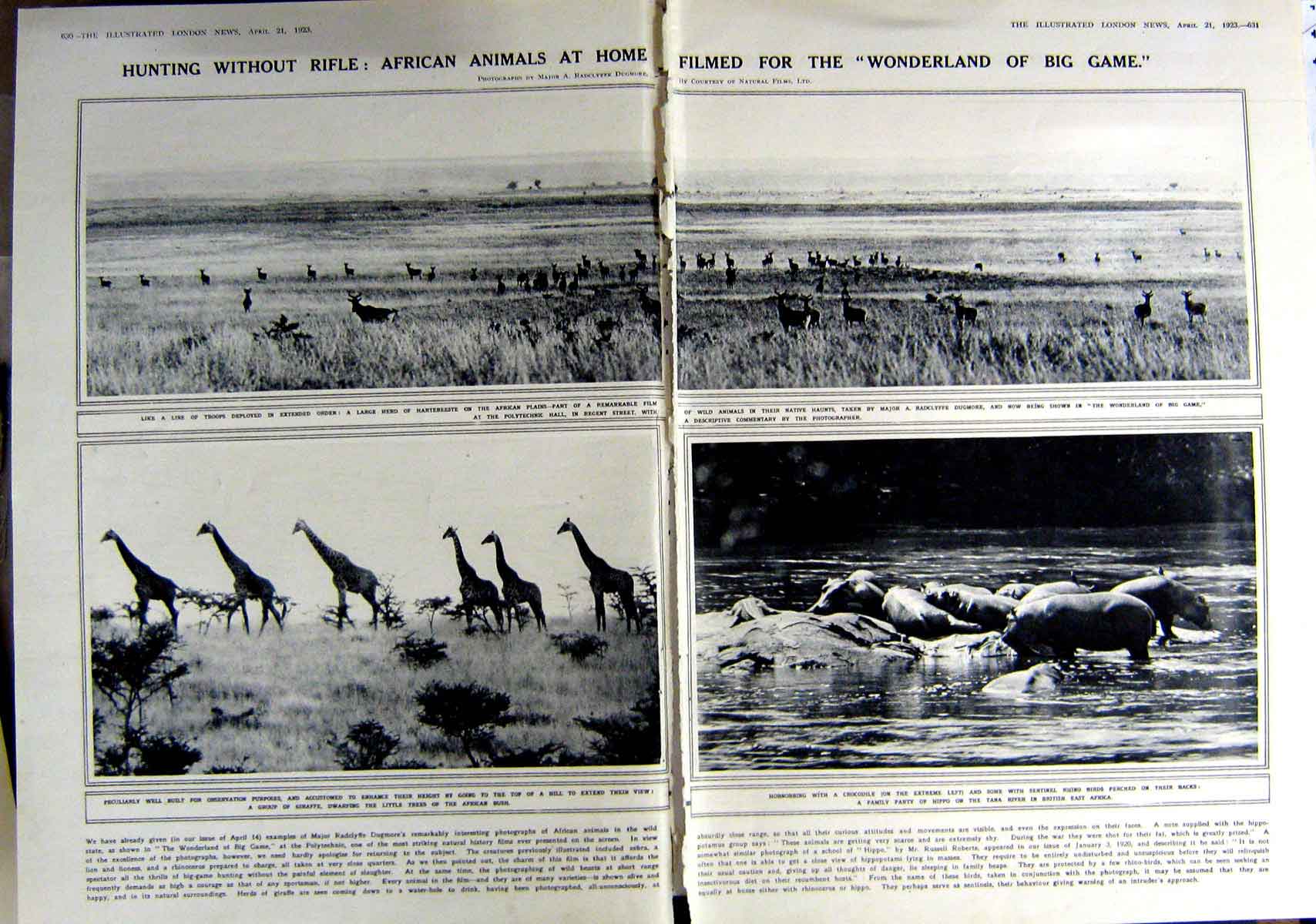Antique Old Print 1923 African Animals Giraffe Rhino Hartbeeste Selinunte 20th