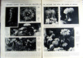 Antique Old Print 1923 Sea-Anemones North Sea Symbiosis Organism Hospital 20th