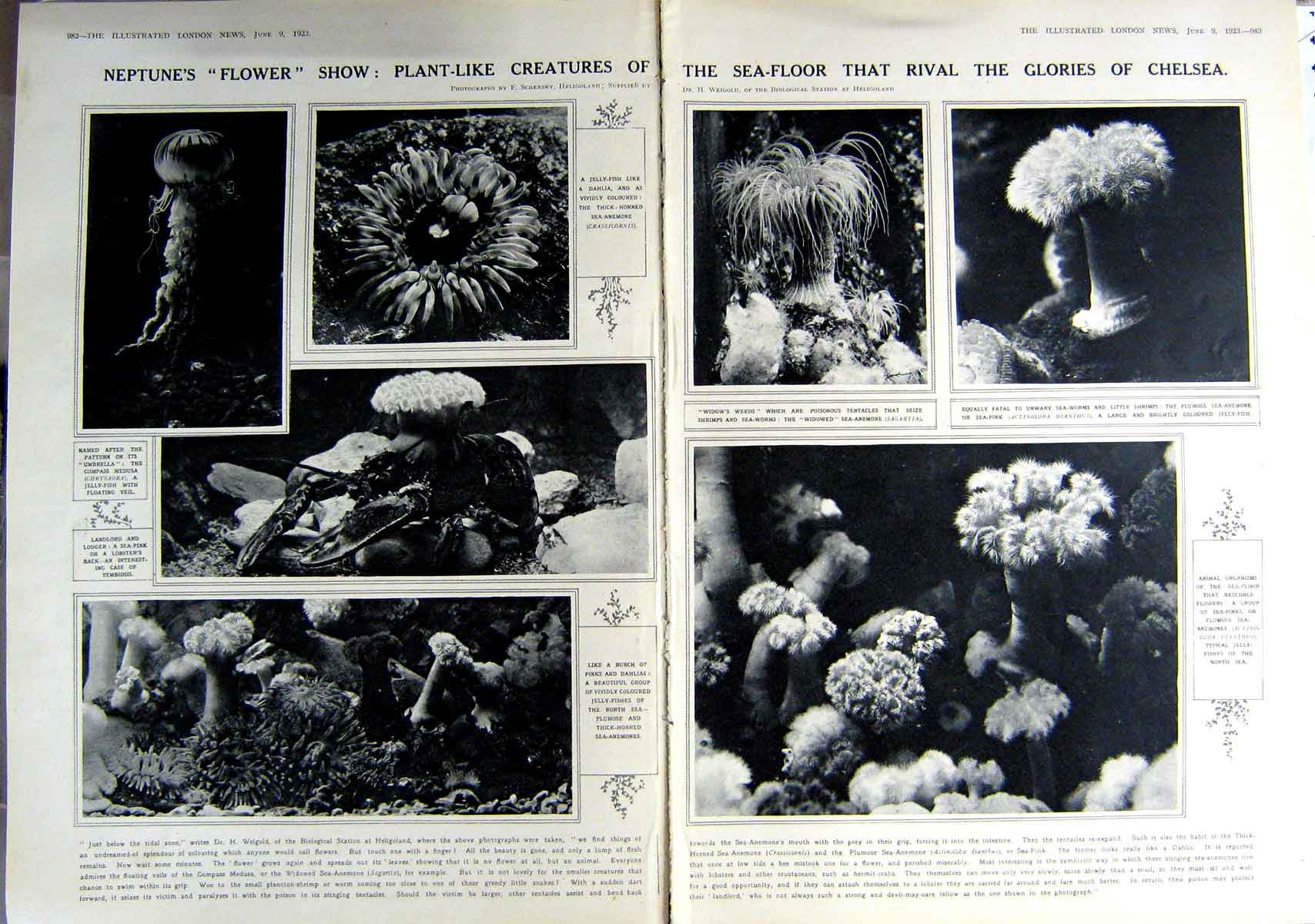 Antique Old Print 1923 Sea-Anemones North Sea Symbiosis Organism Hospital 20th