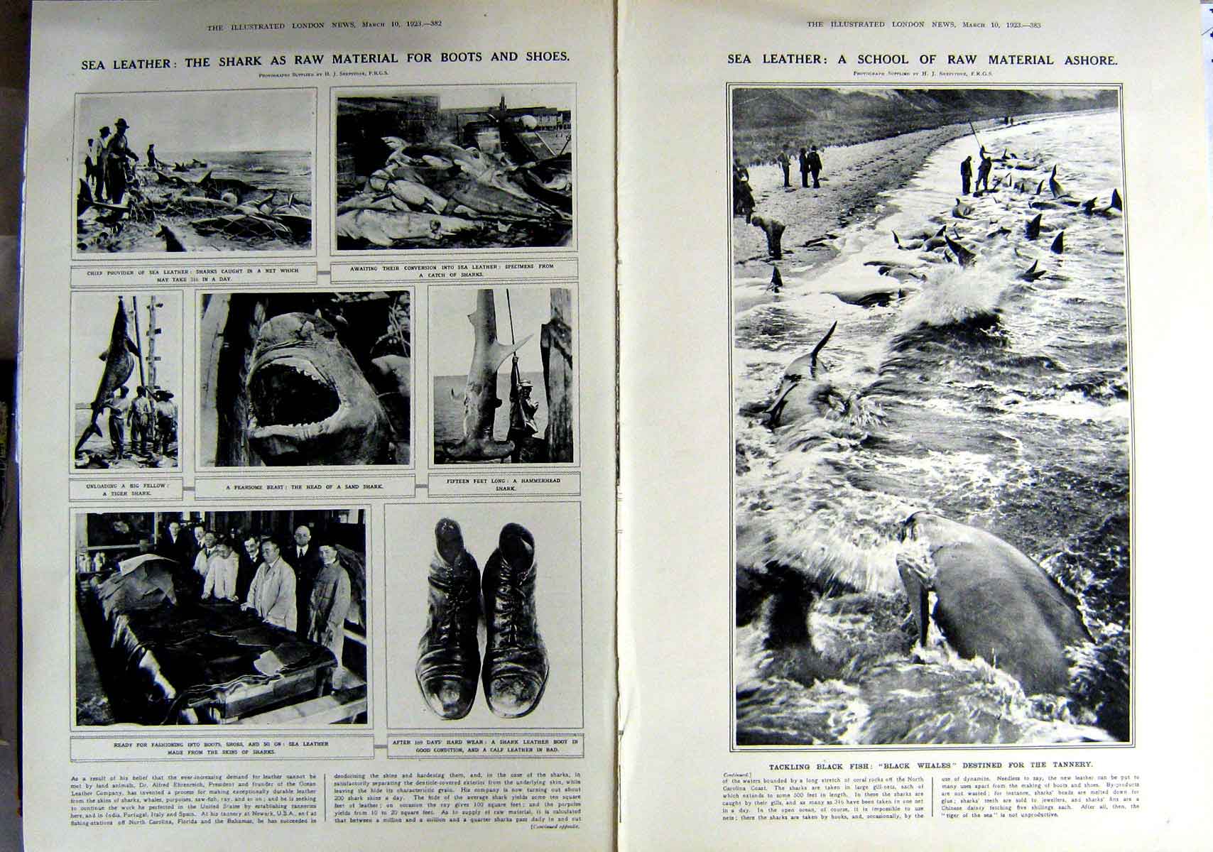 Original Old Vintage Print 1923 Sharks Leather Boots Shoes Black Whales Tannery