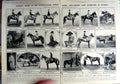 Old Vintage Print 1923 Olympia Horses Stonor Tilbury Powney Dodd Ladies 20th
