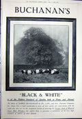 Antique Old Print Ref.932 1923 Advertisement Black Buchanan'S Scotch Whisky