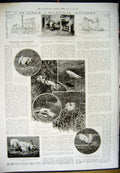 Old Antique Print 1912 Life-Boat Submarine Portsmouth Birds Egret Nature 20th