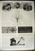 Old Antique Print 1912 Hunting Eagles Bird China Eryops Science History 20th