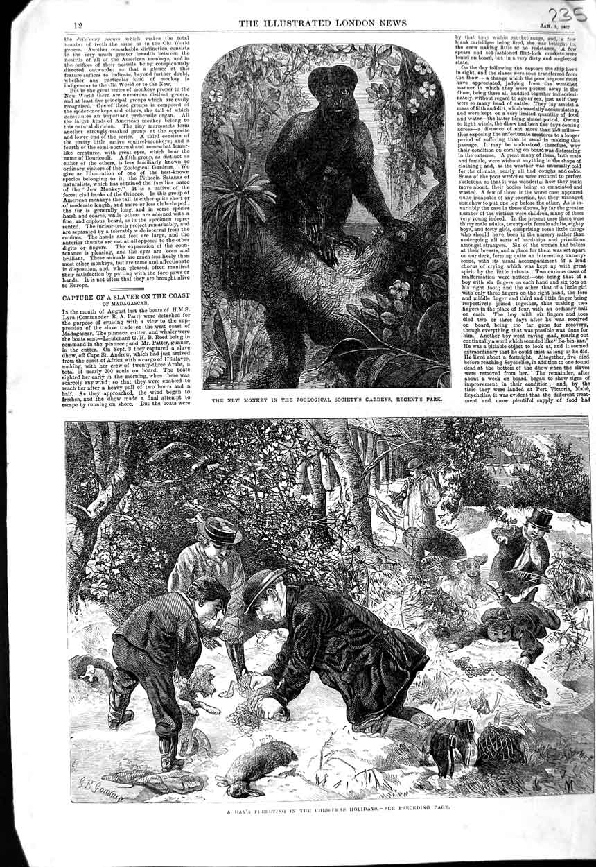 Original Old Antique Print 1867 Monkey Zoological Gardens Ferreting Christmas