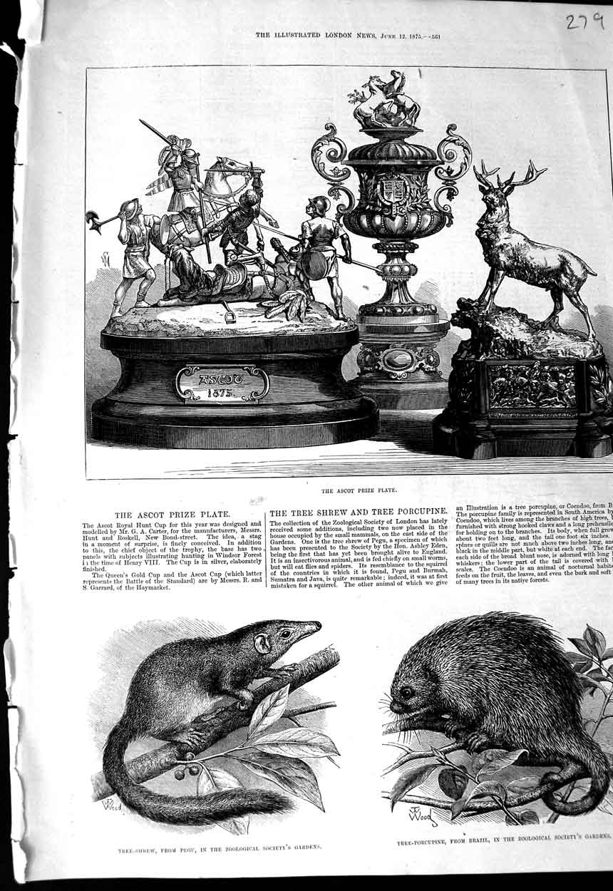 Old Antique Print 1875 Ascot Prize Plate Tree-Shrew Pegu Tree-Porcupine 19th