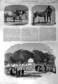 Old Antique Print Agricultural Exhibition Roorkee India Ass Bullocks 1864 19th