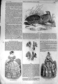 Original Old Antique Print 1854 European Quail Bird Bonnets Fashion Dresses