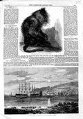 Old Antique Print Indian Wanderoo Monkey 1859 Great Eastern Ship Portland 19th