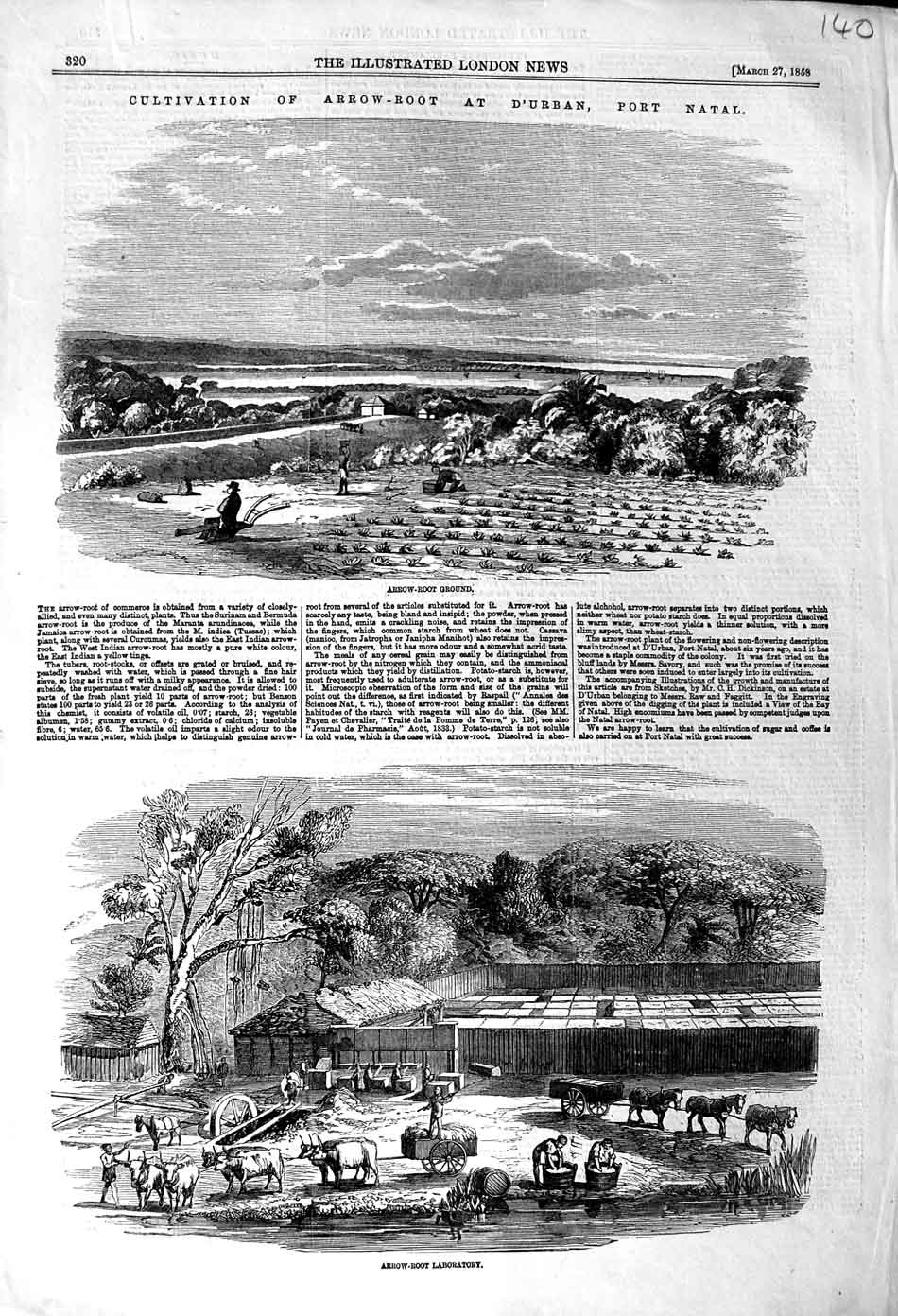 Original Old Antique Print 1858 Cultivation Arrow-Root Port Natal Laboratory