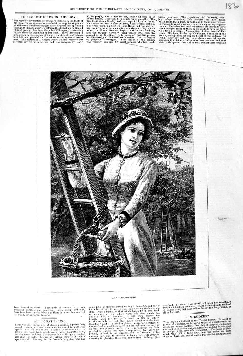 Original Old Antique Print 1881 Lady Apple Gathering Trees 19th