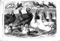 Old Antique Print 1869 Prize Turkeys Ducks Pigeons Birds Birmingham Show 19th