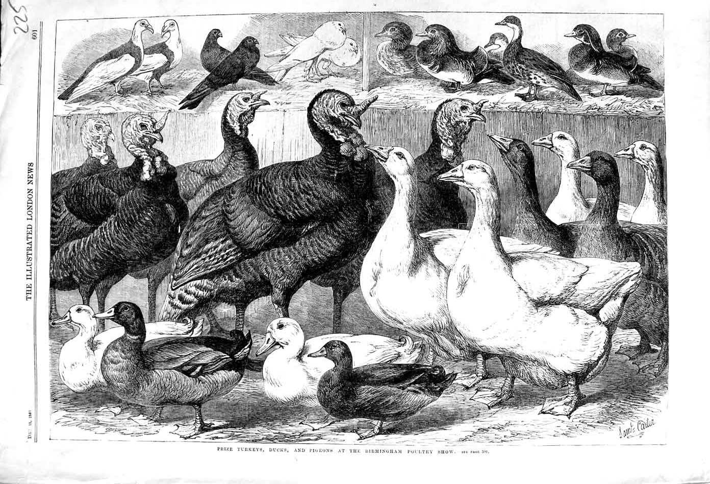 Old Antique Print 1869 Prize Turkeys Ducks Pigeons Birds Birmingham Show 19th