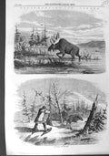 Original Old Antique Print 1858 Moose Hunting Canada Bull Attack Animals 19th