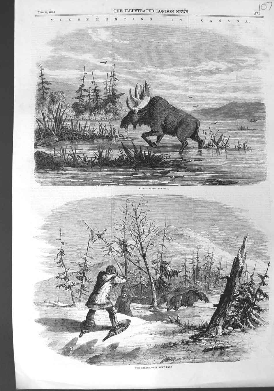 Original Old Antique Print 1858 Moose Hunting Canada Bull Attack Animals 19th