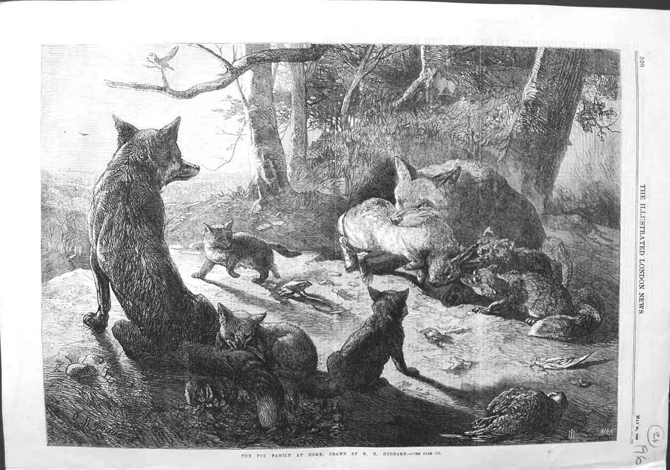 Original Old Antique Print 1867 Fox Family Cubs Rabbits Birds Goddard Fine Art