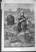 Original Old Antique Print 1875 Buckman Fine Art Women Gathering Flowers Market