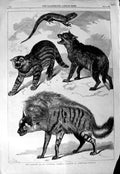 Original Old Antique Print 1868 Zoological Society Collection Wild Animals 19th