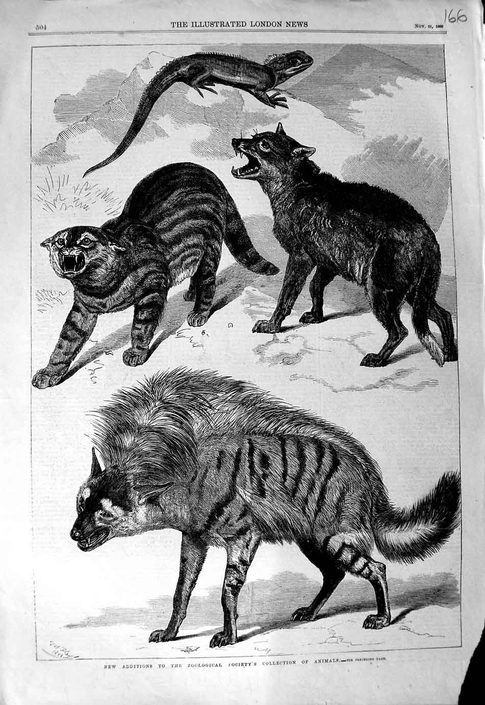 Original Old Antique Print 1868 Zoological Society Collection Wild Animals 19th