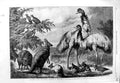 Original Old Antique Print 1868 Australian Birds Animals Emu Kangaroo Fine Art