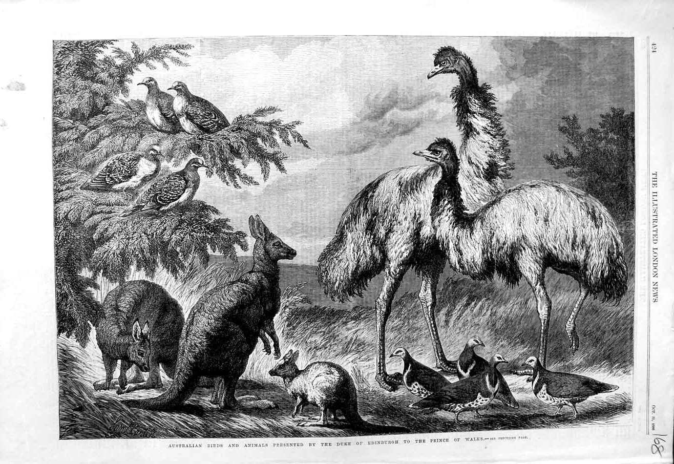 Original Old Antique Print 1868 Australian Birds Animals Emu Kangaroo Fine Art