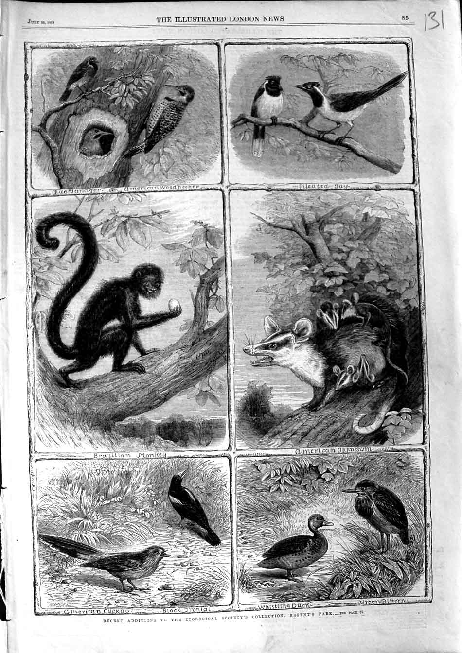 Old Antique Print 1864 Zoological Gardens Birds Jay Monkey Cuckoo Regents 19th