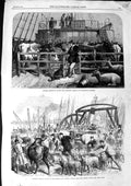 Old Antique Print 1865 Foreign Cattle Batavier Ship Rotterdam London Dock 19th
