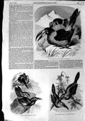 Old Antique Print 1855 Hill Toucan Toucanet Groove-Billed Aracari Birds 19th
