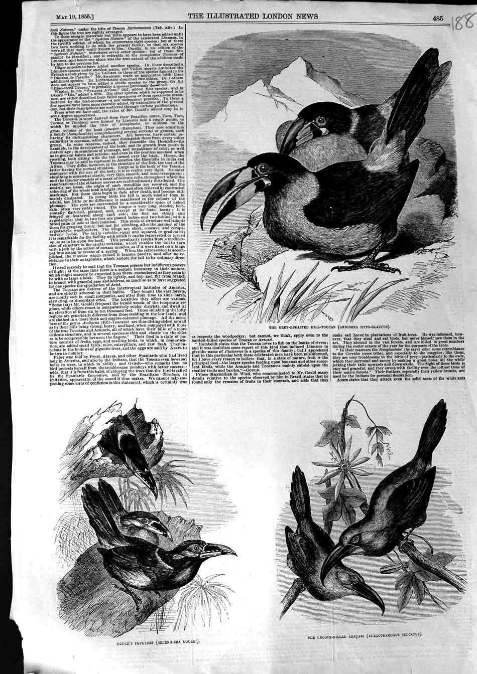 Old Antique Print 1855 Hill Toucan Toucanet Groove-Billed Aracari Birds 19th