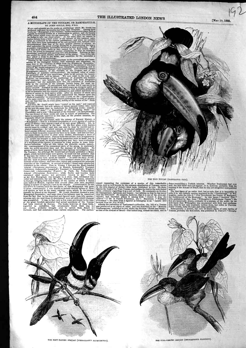 Old Antique Print 1855 Toco Toucan Ramphastos Aracari Pteroglossus Birds 19th