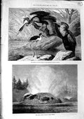 Original Old Antique Print 1873 Darter Stilt Plover Birds Grotto Geyser Montana