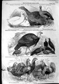 Original Old Antique Print 1847 Prize Poultry Zoological Ducks Partridges Goose