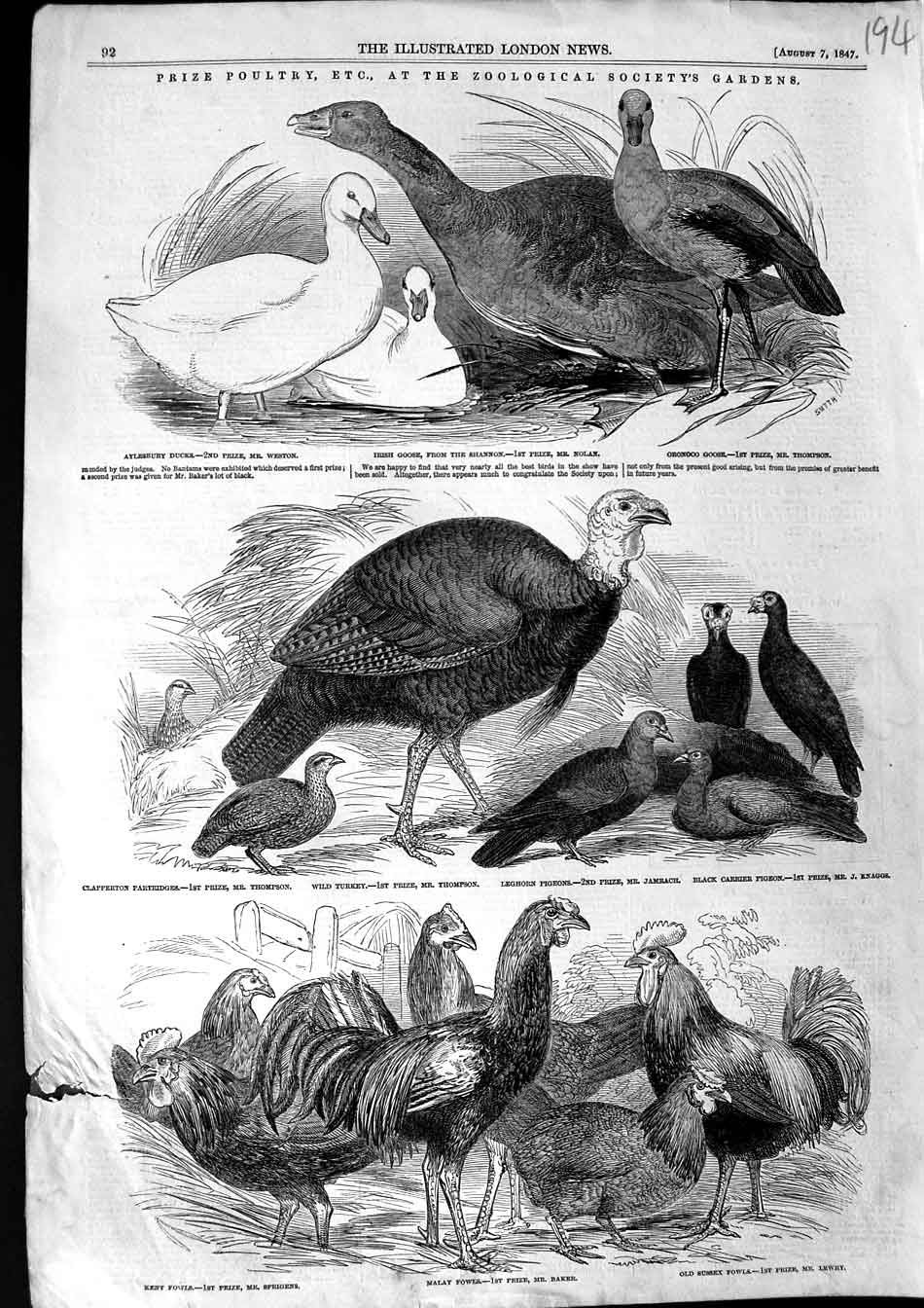Original Old Antique Print 1847 Prize Poultry Zoological Ducks Partridges Goose