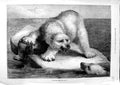 Original Old Antique Print 1881 Beckmann Fine Art Polar Bear Sea-Lion Fight